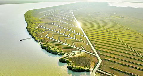 Newly-planted mangroves in the Muthupet wetland.