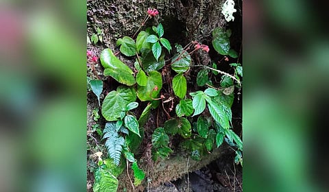 New flowering plant species discovered in Arunachal’s East Kameng; named after state's largest tribe