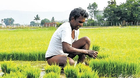 Farmer planting paddy crops.