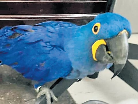 The exotic animals smuggled from Bangkok seized by the Customs Air Intelligence Unit at Kochi airport on Monday