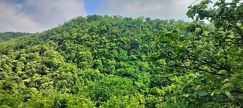 Forest department to impose hefty penalties on violators in Nallamala to protect wildlife