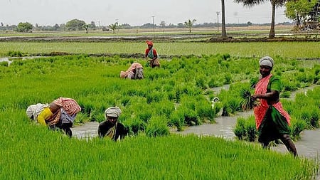 Farmers resort to nationalised banks to obtain KCC loans under the interest subvention scheme, which offers an interest rate of 4%.