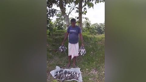 The accused, however, denied the allegations, claiming he only used fertilisers such as urea and potash for cultivation.