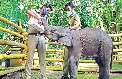Kochaiyappan being fed by forest staff.