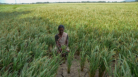 Urea shortage hits cultivation in Koraput, farmers in a lurch