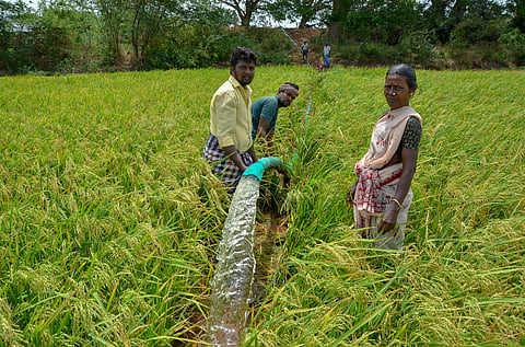Farmer enriching fields with urea.