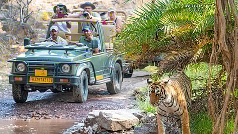 Poaching threats rise in Ranthambore after recovery of bones of three tigers