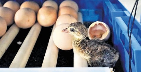 Peafowl hatched out in the artificial incubator at IGZP in Visakhapatnam.