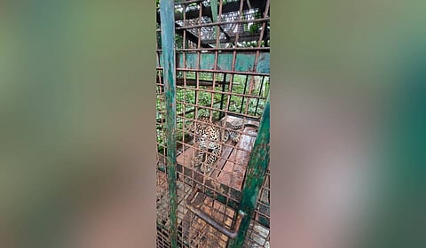 As part of providing treatment, officials of the Gudalur forest division safely captured a leopard by fixing a cage at Bitherkadu forest range on Tuesday evening. 