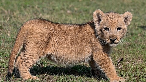 lion cub