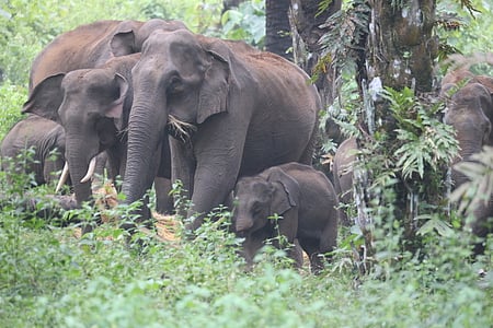 Nayak is the prime accused in the killing of an elephant in Kuldiha wildlife sanctuary recently.
