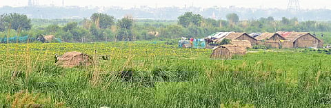 Vegetable farming in progress at Jagatpur, Wazirabad, along the floodplains.