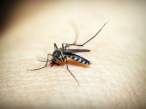 Health department expands Japanese Encephalitis vaccination to Kozhikode, Malappuram
