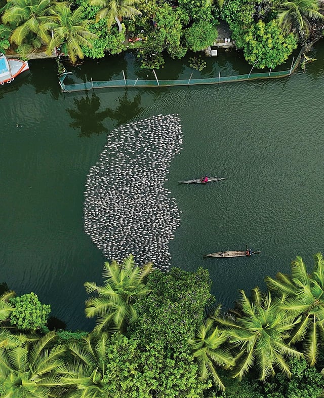 Duck farmers herding a flock through a canal in Kainakari.