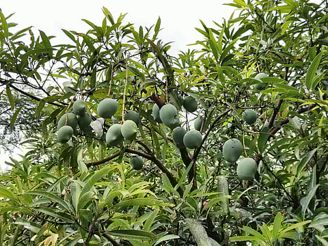 Farmers sold Neelam variety for Rs 10 -Rs 8 per kg before, but the price has increased to Rs 10 -Rs 12 since Friday