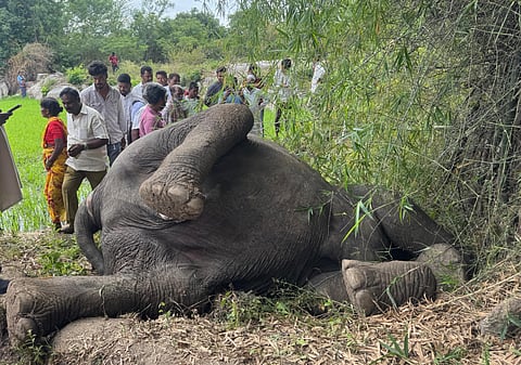 A wild elephant accidental death near putta peta village of Pulicheral Mandal of Chittoor district, on Friday wee hours. farmers and surrounding villagers are  in the grip of fear. 