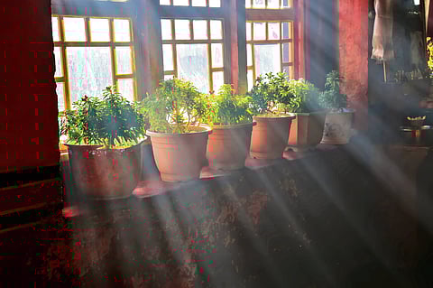 The Sun and your plants: What you need to know 
