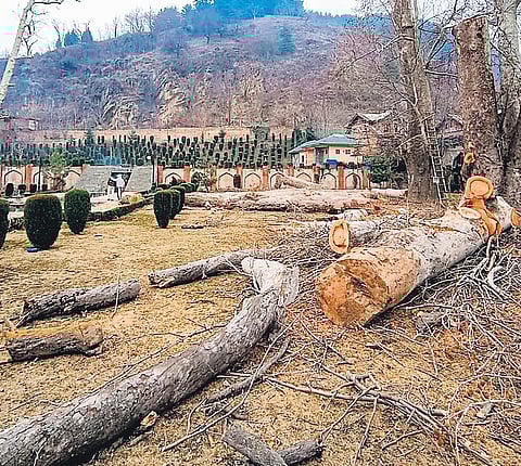 Environmentalists alarmed as 5.84L trees felled on banks of river Jhelum