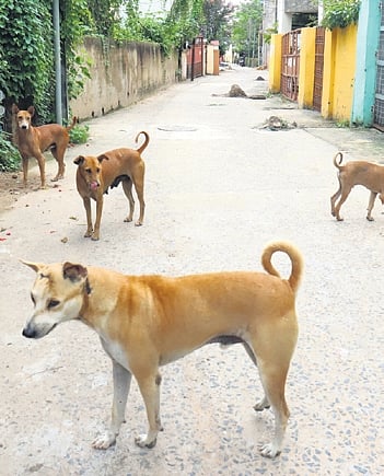 Stray dogs roaming in a locality in Bhubaneswar.