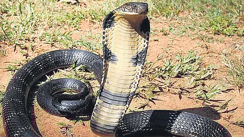 King cobra (Ophiophagus kaalinga) is highly venomous, it is not naturally aggressive and avoids confrontation unless provoked. 