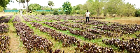 The state horticulture farm at Thorakkudi near Tiruchy 