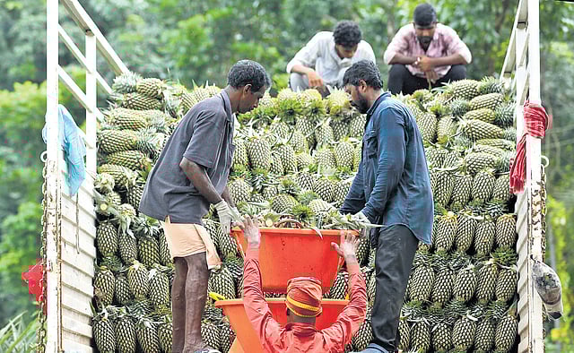 Workers loading pineapples on to a truck from a farm in Vazhakulam 