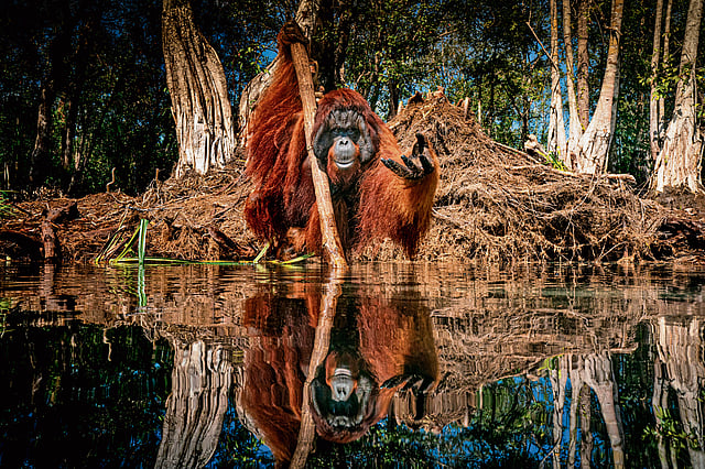 Orangutan, Borneo island