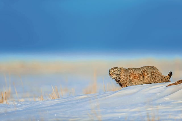 Pallas's cat, Mongolia 