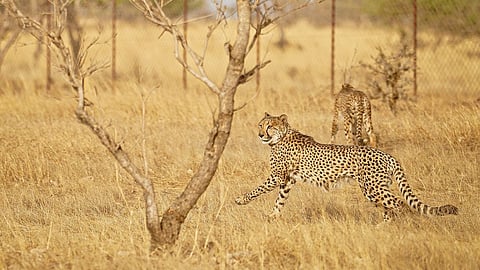 The two South African male cheetahs, Prabhas and Pavak.