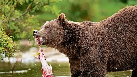 Brown bear, Russia