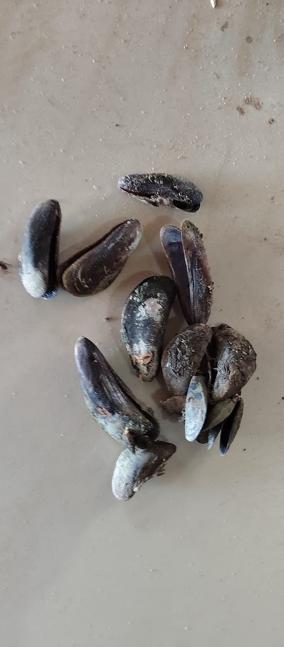 Mussels  | SOURCED PIC
