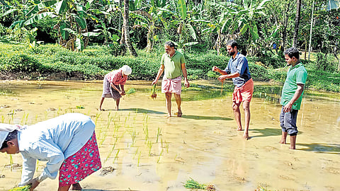 Workers and visitors planting paddy seedlings at Kathir Farm at Pookkottumpadam in Nilambur