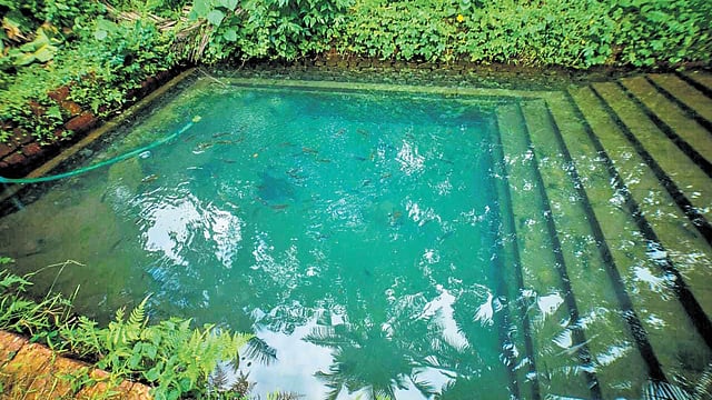 A pond at Farm Pathayapura in Karakode, Kasaragod