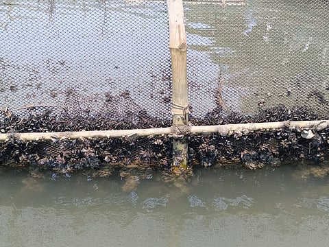A research study said that M strigata had primarily entered Indian waters via ballast water discharge.