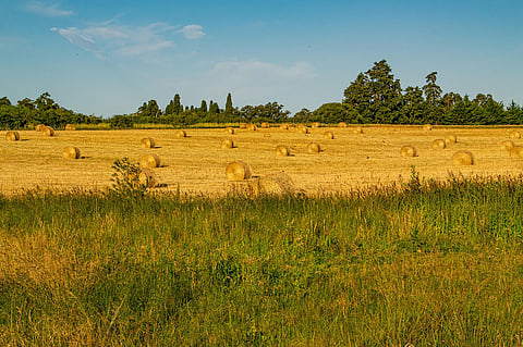 Rolled alfalfa hay in a field. Image used for representational purposes only.