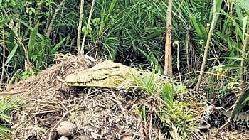 A saltwater crocodile guarding its nest
