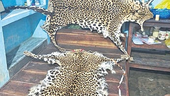 The leopard hides seized from the possession of the suspects  