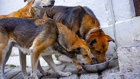 Image for representational purpose
