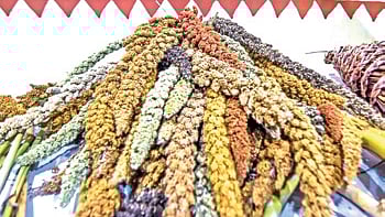 The district operates 67 Millet Shakti Tiffin Centres run by women SHGs and selling various millet based snacks and foods. 