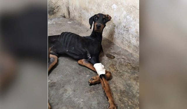 Pattu, an abandoned male Doberman was rehabilitated by BMAD. 
