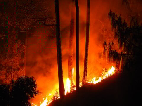 In stark contrast, the Uttarakhand Forest Department claims that only 58,000 hectares have been affected by forest fires over the past 25 years.