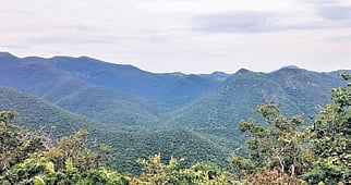 As a pilot project, 10 families residing around MM Hills have been selected, and given hybrid cattle breeds like Jersey and Holstein Friesian for dairy activities.