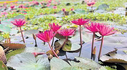 The seasonal blooming of water lilies across nearly 3,000 acres of paddy fields has completely transformed the lives of residents