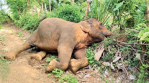 Carcass of an elephant near a solar fence in Angul forest division
