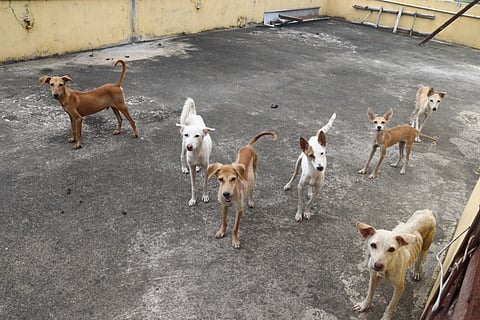 Inside the house, dogs were seen roaming untied. However, the premises appeared unhygienic, with feces left uncleared for several days.