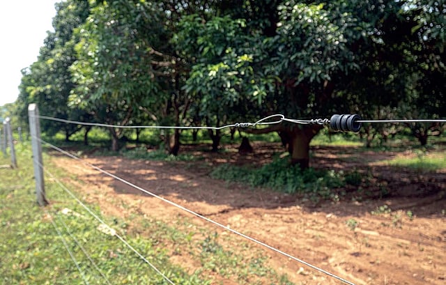 Solar fences around a mango orchard in Hindol range of Dhenkanal | photo: haree krishna