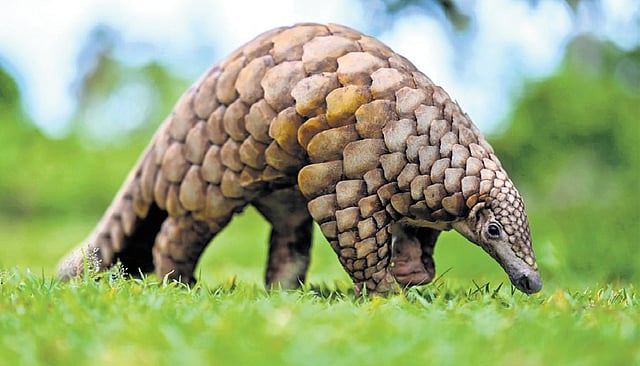 Indian Pangolin