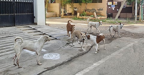 Stray dogs wandering in the streets causing menace to the residents in Madurai.