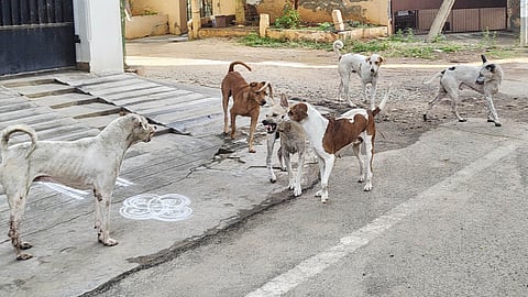 Karnataka orders free, immediate emergency care for dog, animal and snake bite victims