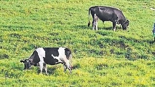 Khandre said no compensation will be given if farmers or their cattle are killed by wild animals inside the forests. 